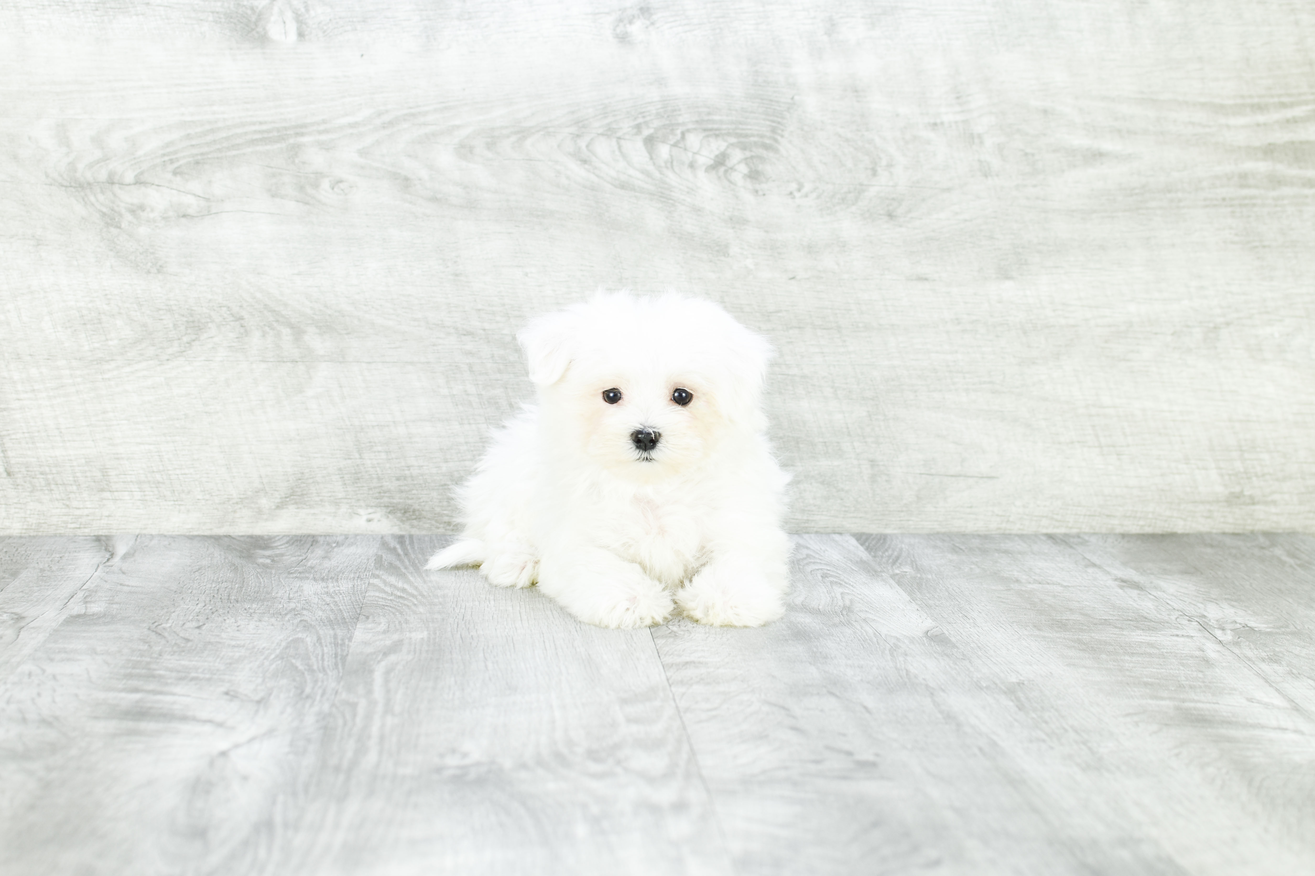 Hypoallergenic Maltese Baby