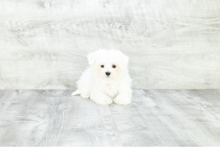 Hypoallergenic Maltese Baby