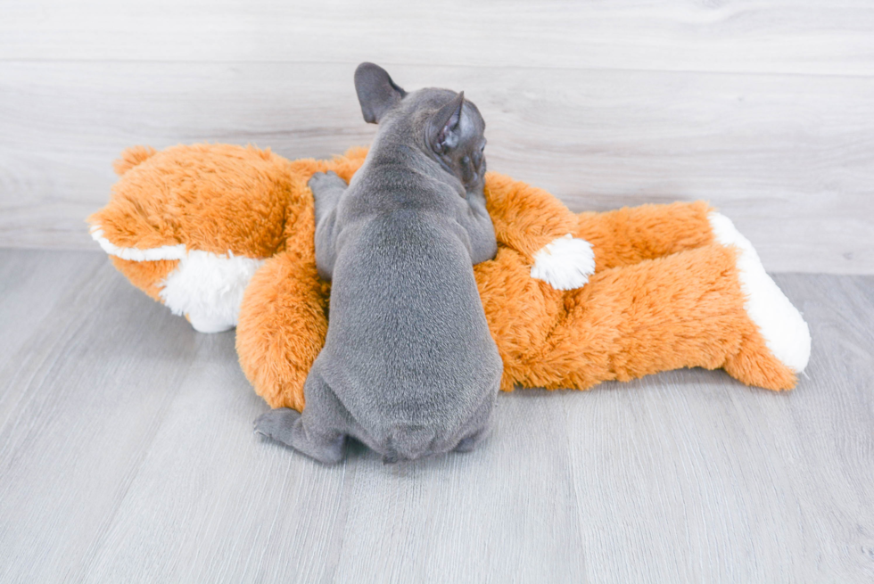 Best French Bulldog Baby