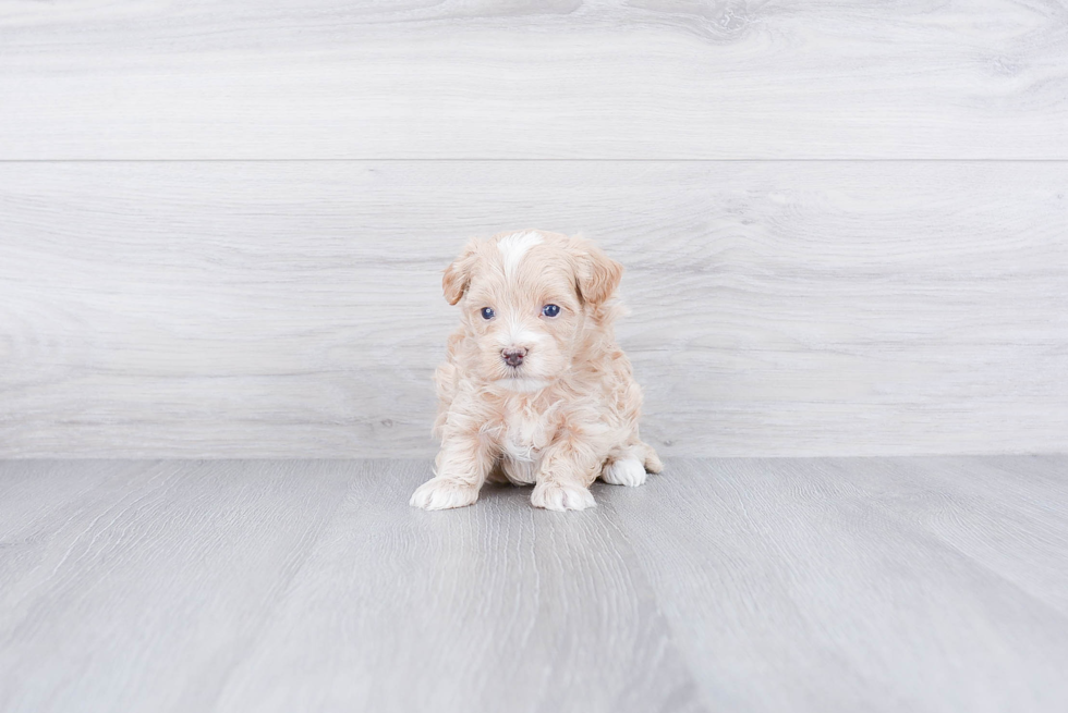 Fluffy Maltipoo Poodle Mix Pup