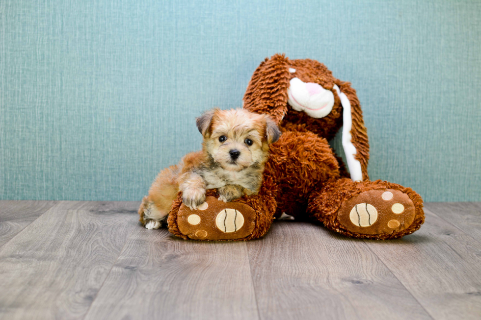 Morkie Pup Being Cute