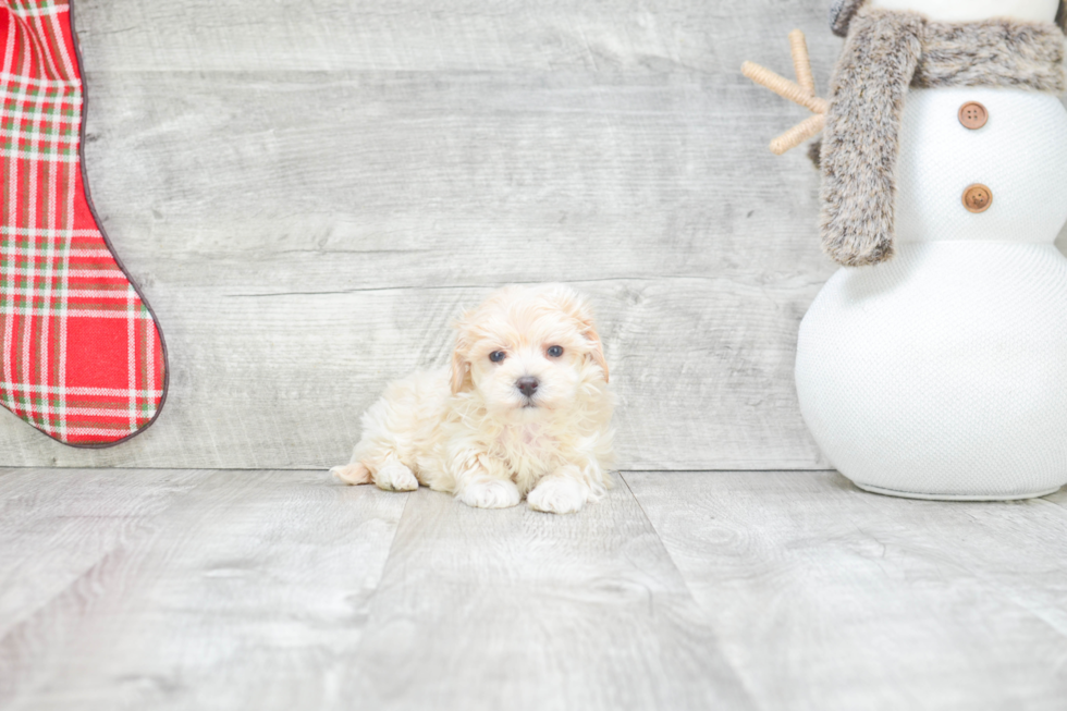 Petite Maltipoo Poodle Mix Pup