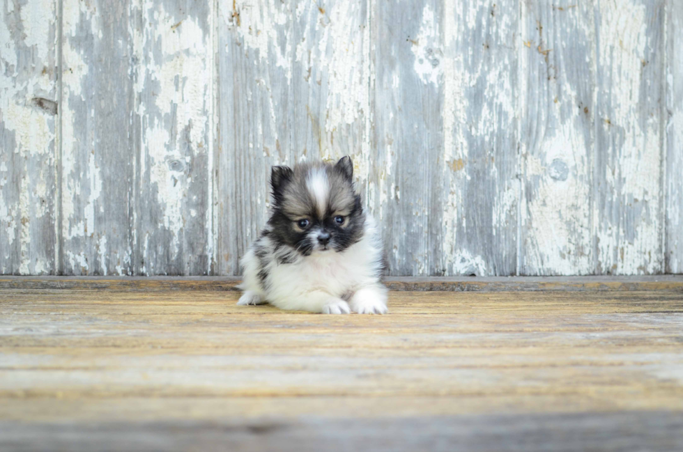 Pomeranian Puppy for Adoption