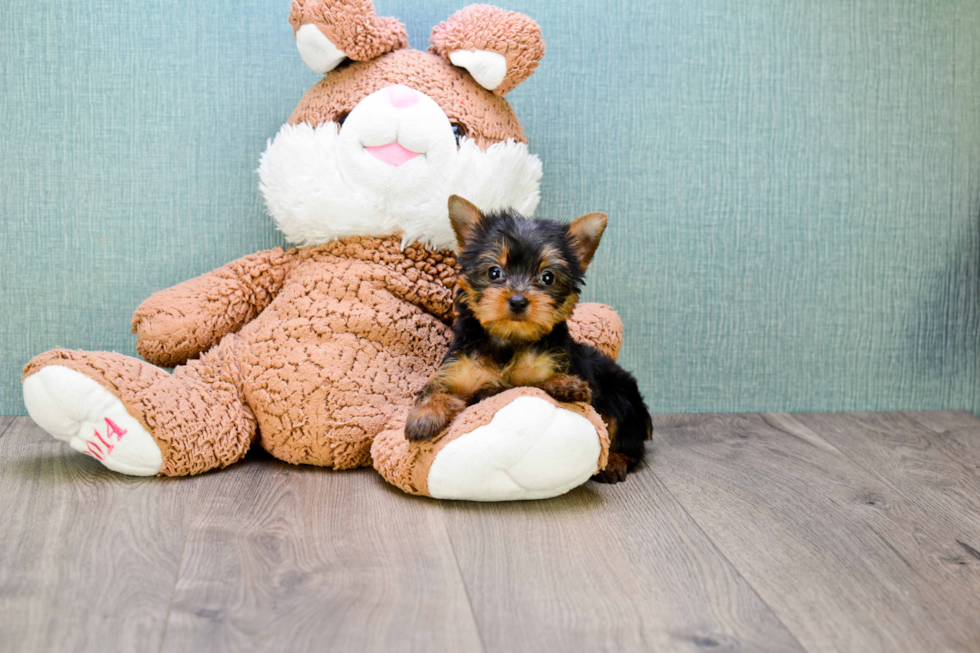 Meet Tinkerbell - our Yorkshire Terrier Puppy Photo 