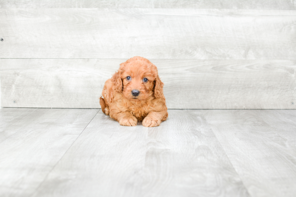 Best Mini Goldendoodle Baby