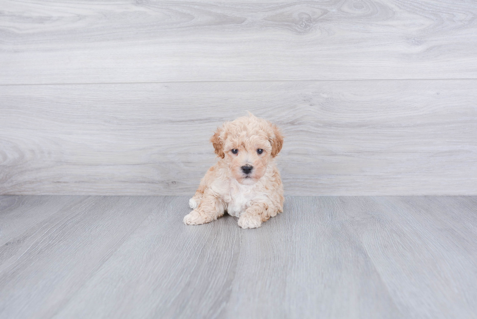 Best Maltipoo Baby