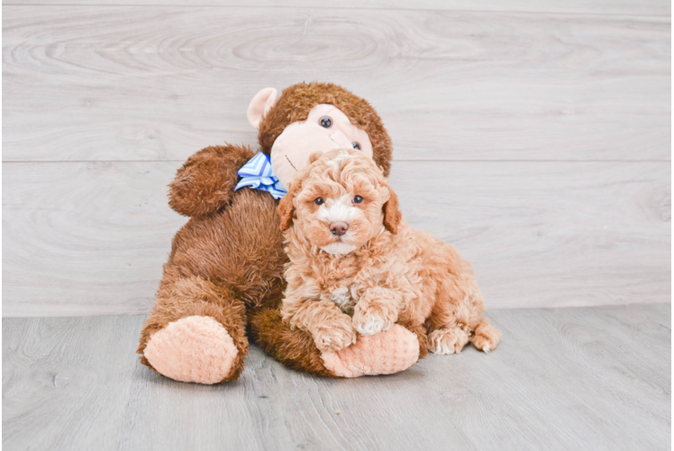 Mini Goldendoodle Pup Being Cute