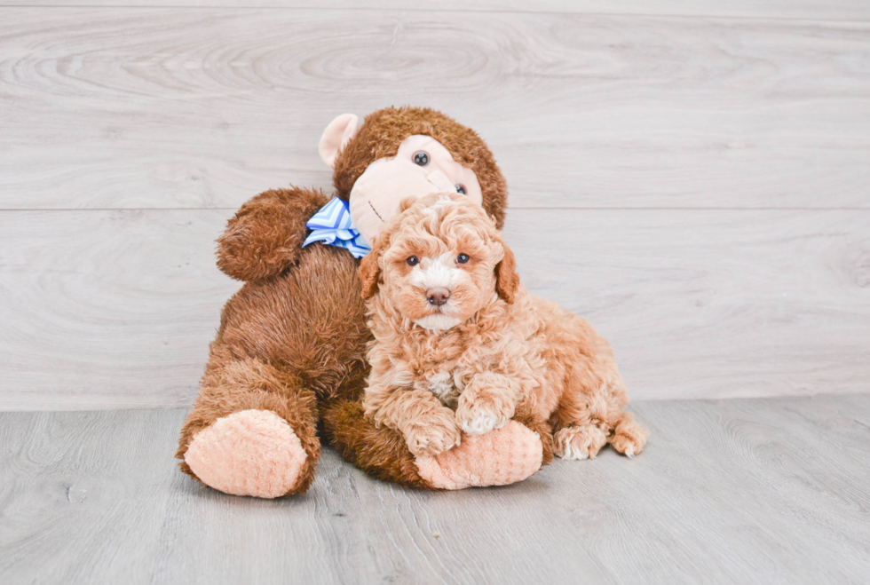 Mini Goldendoodle Pup Being Cute