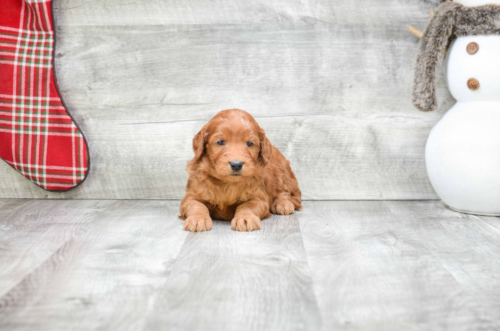 Mini Goldendoodle Pup Being Cute