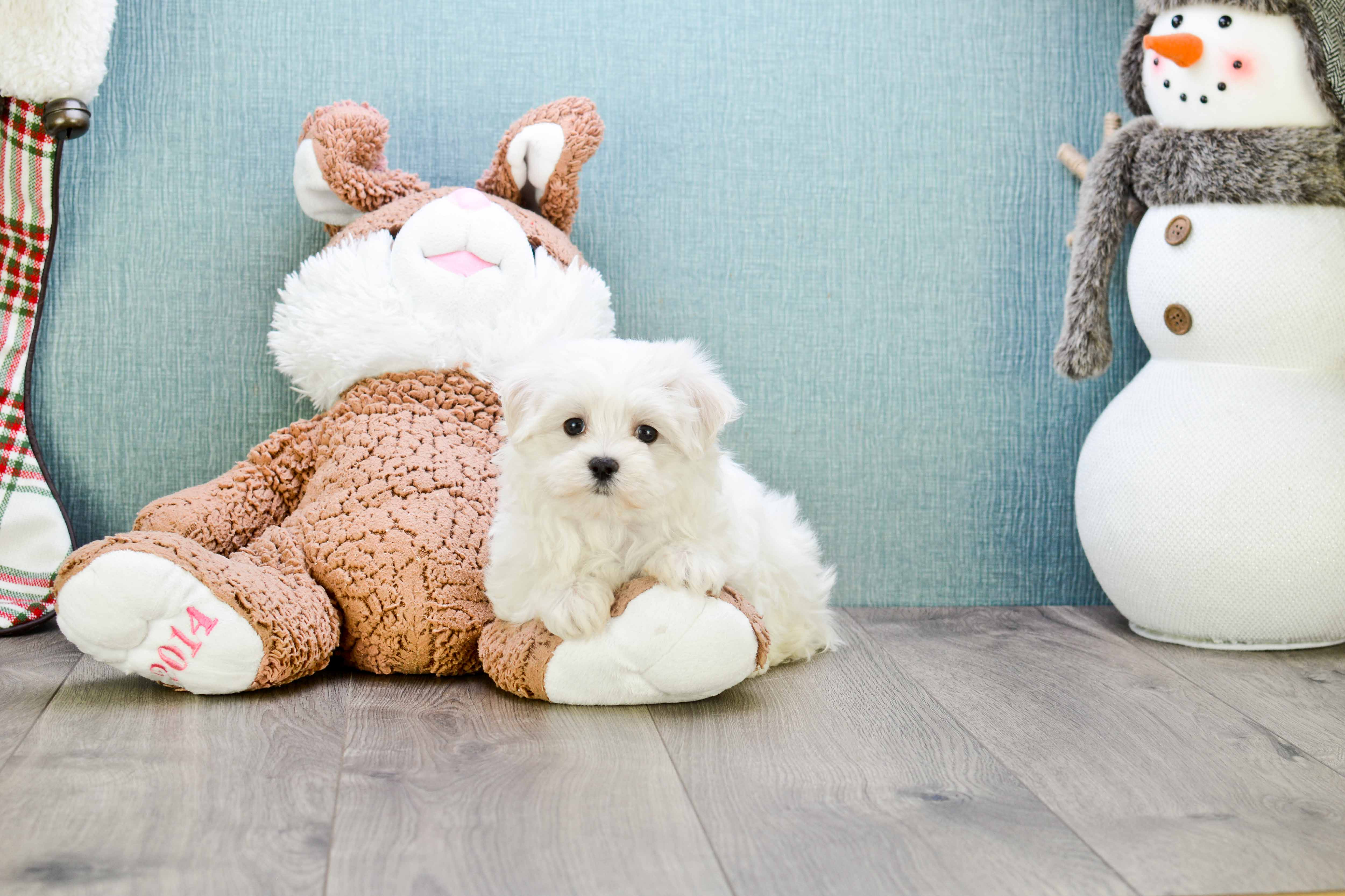 Maltese Puppy for Adoption
