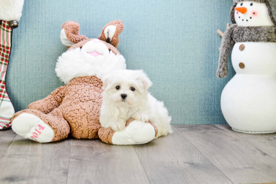 Maltese Puppy for Adoption