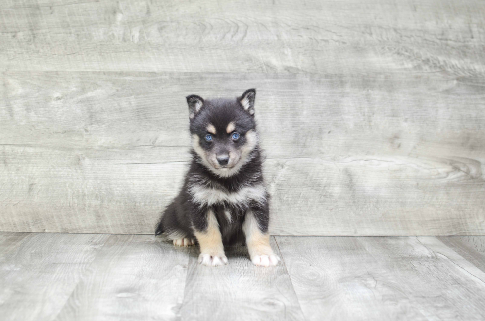 Pomsky Puppy for Adoption