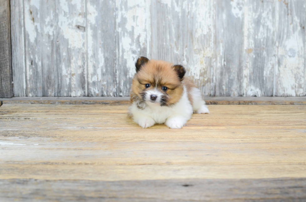 Playful Pomeranian Purebred Pup