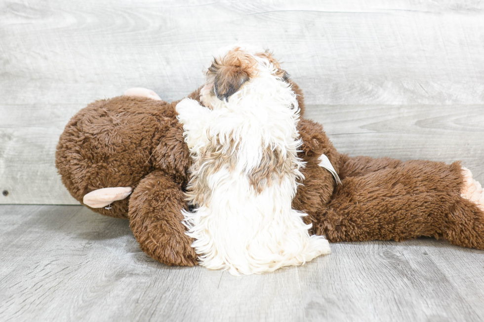 Havanese Pup Being Cute