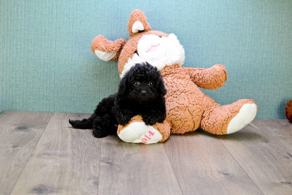 Hypoallergenic Cavoodle Poodle Mix Puppy