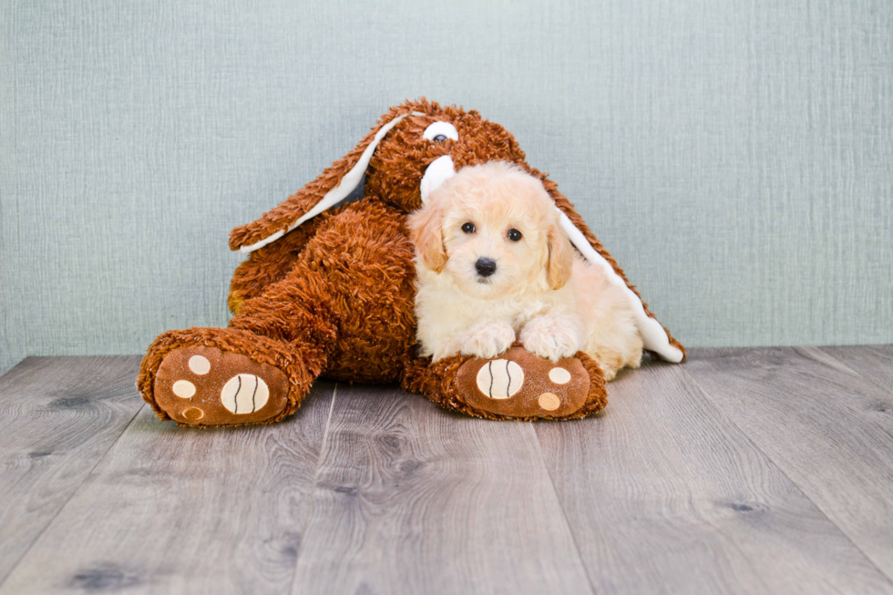 Best Maltipoo Baby