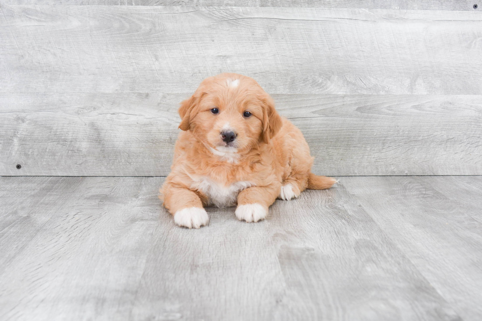 Mini Goldendoodle Pup Being Cute