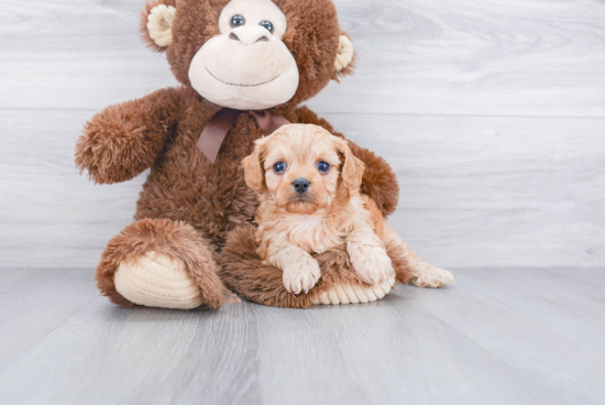 Hypoallergenic Cavoodle Poodle Mix Puppy