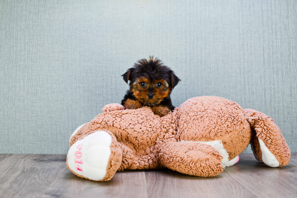 Meet Twinkle - our Yorkshire Terrier Puppy Photo 