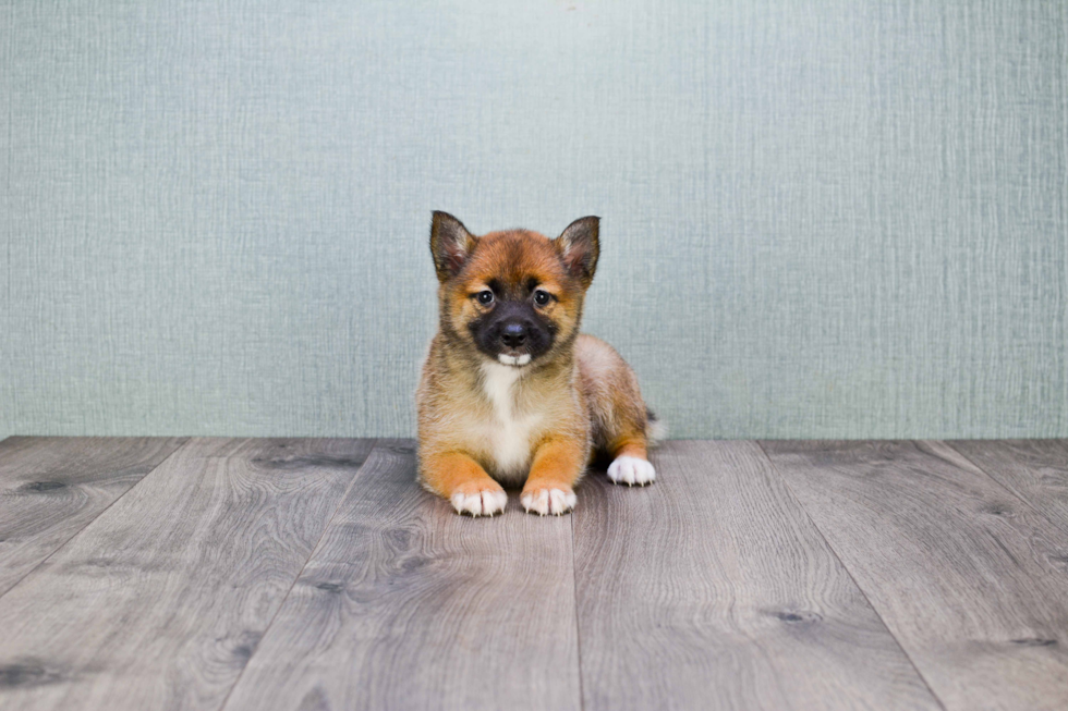 Pomeranian Pup Being Cute