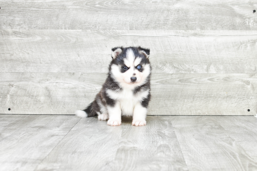 Pomsky Pup Being Cute