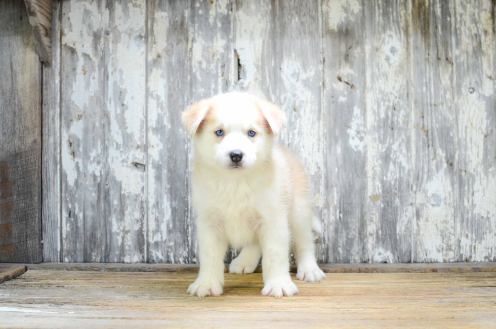 Best Pomsky Baby