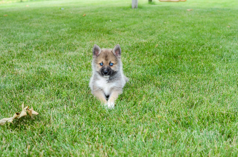 Energetic Mini Husky Designer Puppy