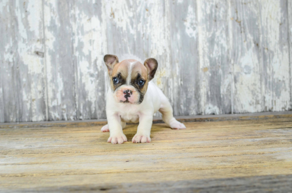 Best French Bulldog Baby