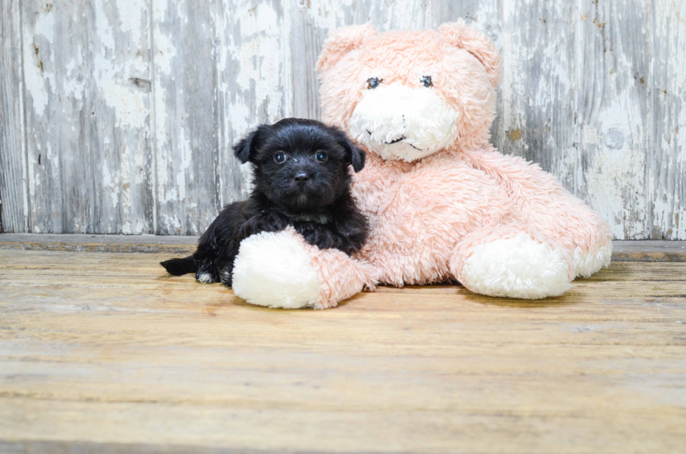 Little Yorkie Designer Puppy