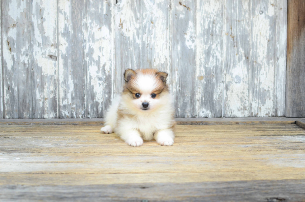 Cute Pomeranian Purebred Puppy