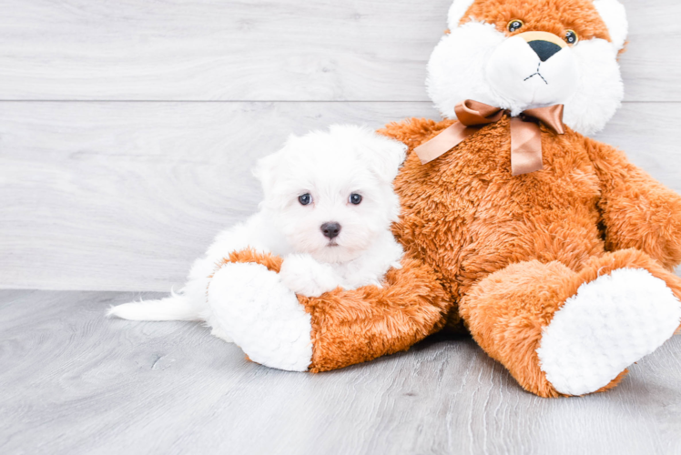 Akc Registered Maltese Baby