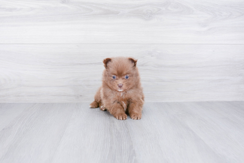 Petite Pomeranian Purebred Puppy