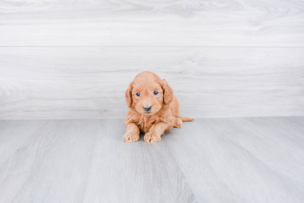 Friendly Mini Goldendoodle Baby