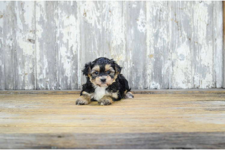 Morkie Pup Being Cute