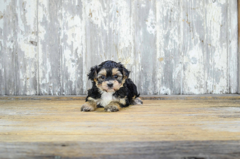 Morkie Pup Being Cute