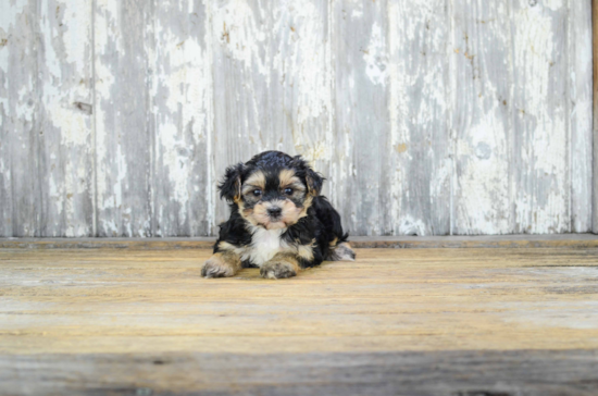 Morkie Pup Being Cute