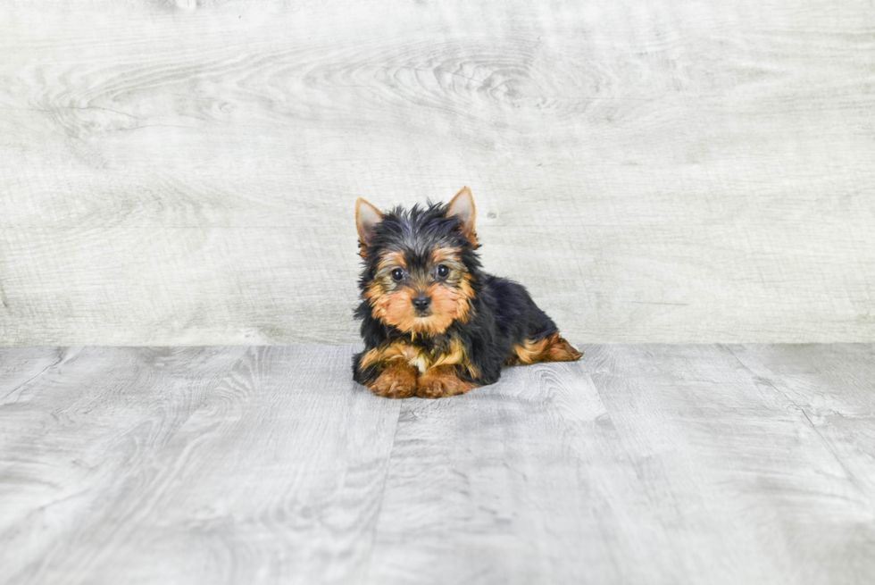 Meet Ronaldo - our Yorkshire Terrier Puppy Photo 