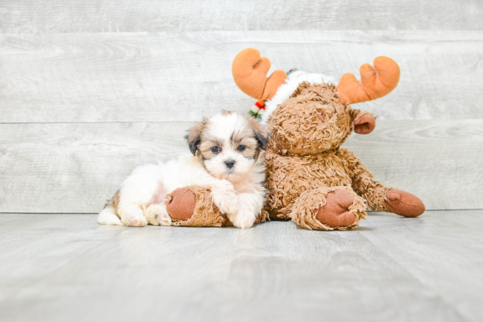 Teddy Bear Puppy for Adoption