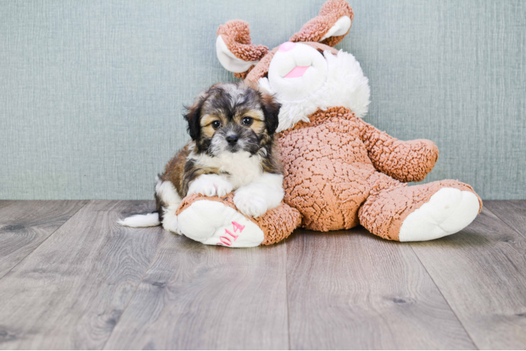 Fluffy Teddy Bear Designer Pup