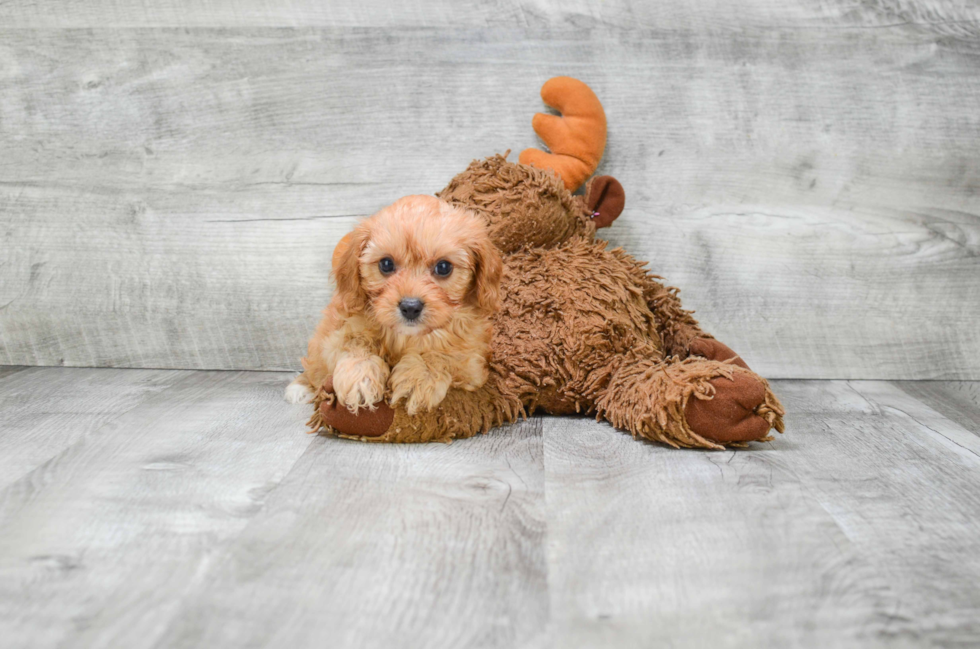 Best Cavapoo Baby