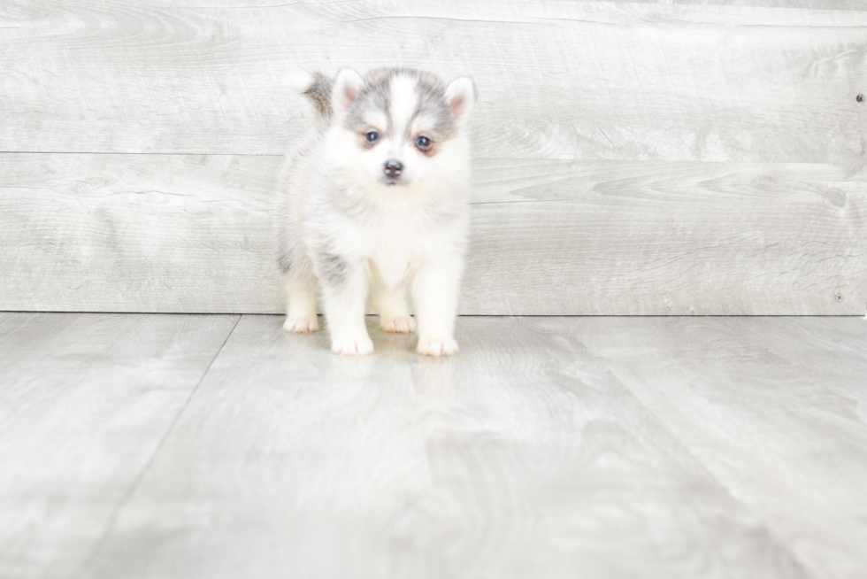 Popular Pomsky Designer Pup