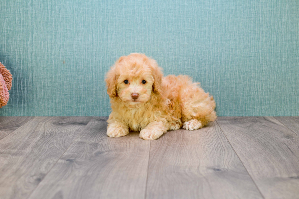 Energetic Cavoodle Poodle Mix Puppy