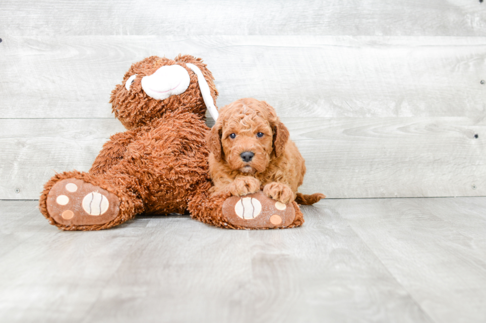 Petite Mini Goldendoodle Poodle Mix Pup