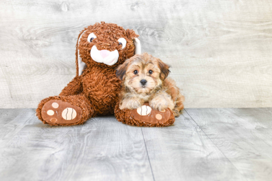 Morkie Pup Being Cute