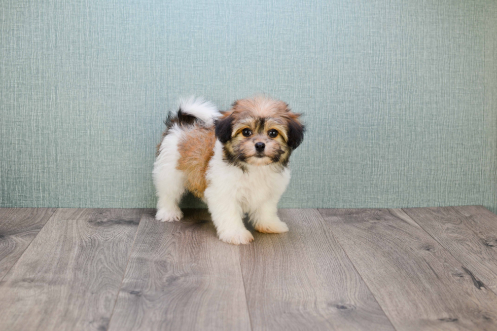 Hypoallergenic Havanese Purebred Pup