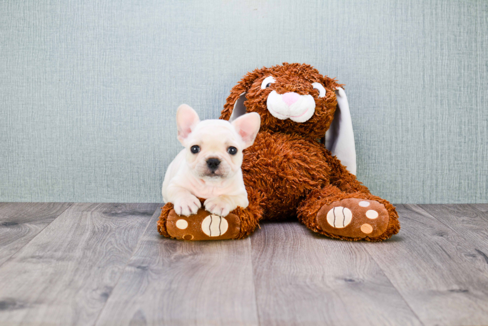 French Bulldog Puppy for Adoption