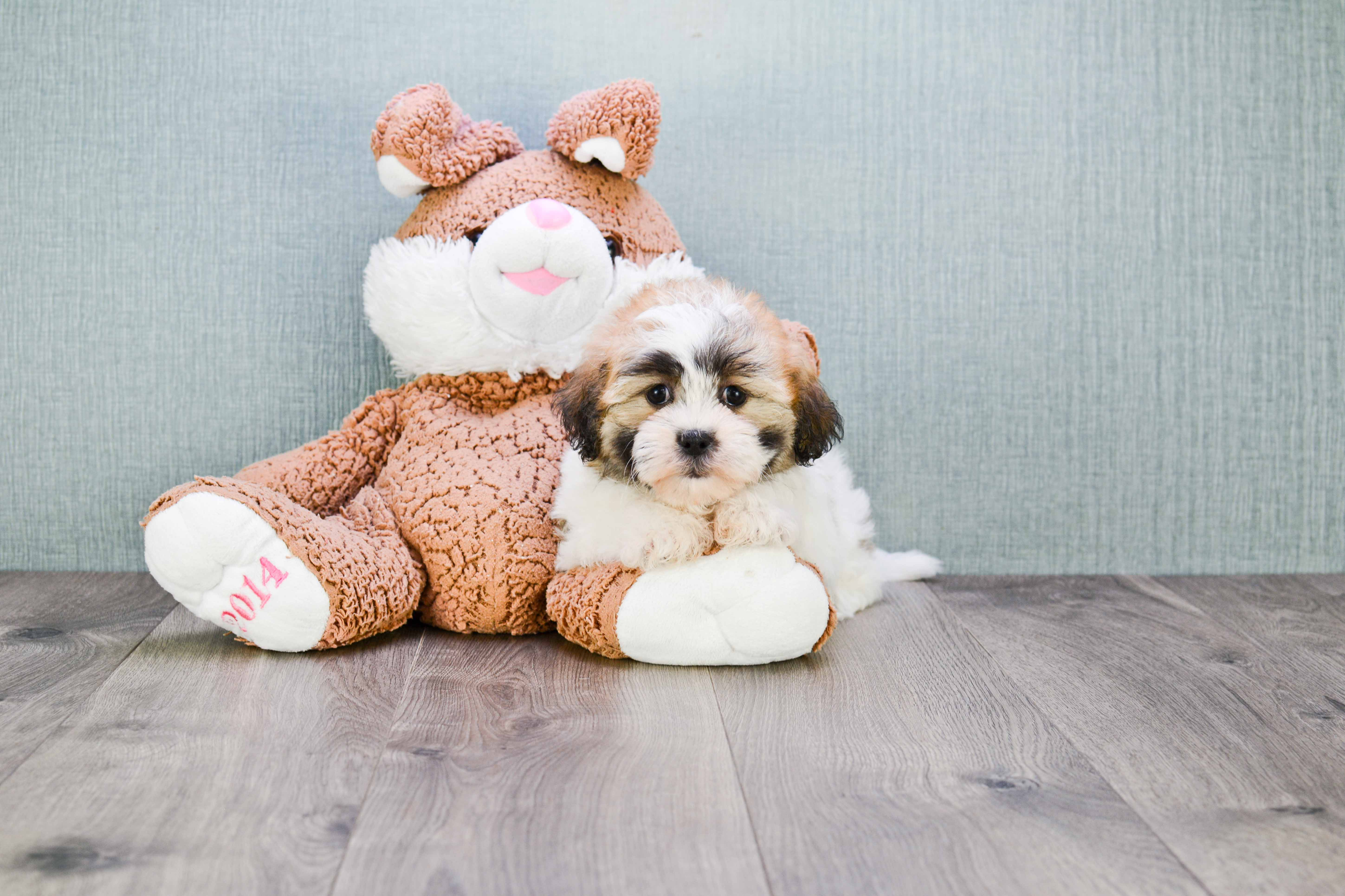 Cute Teddy Bear Baby