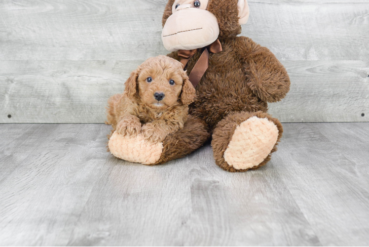 Cavapoo Pup Being Cute