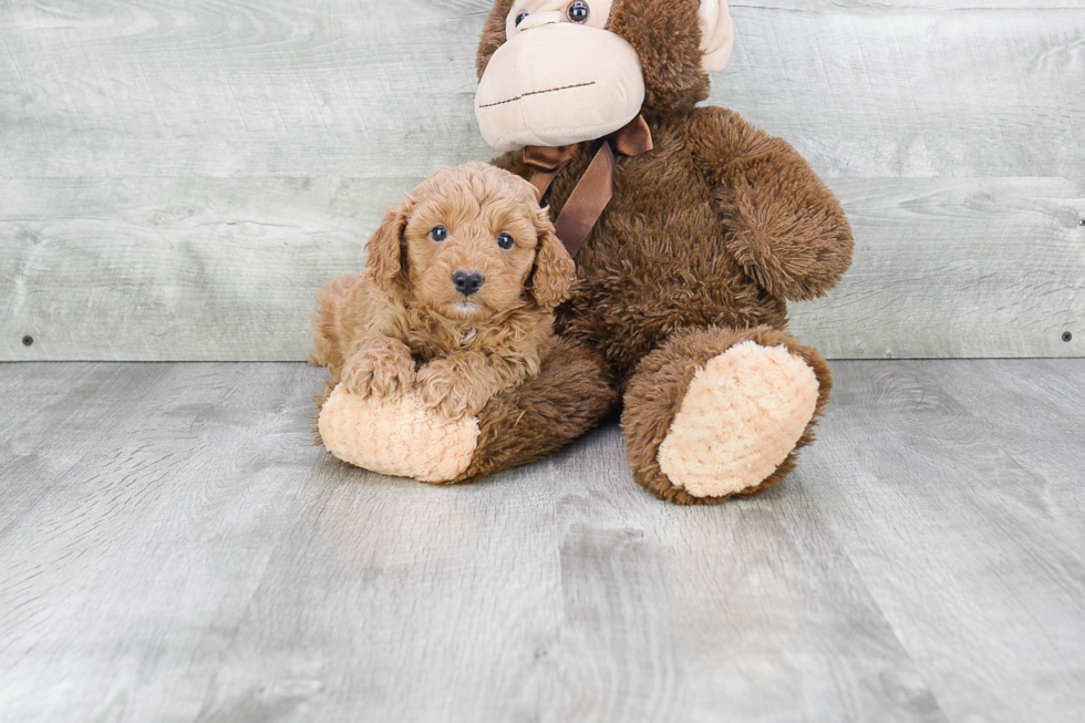 Cavapoo Pup Being Cute