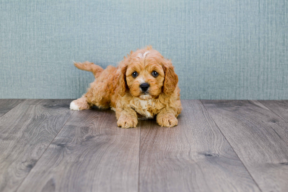 Cavapoo Puppy for Adoption